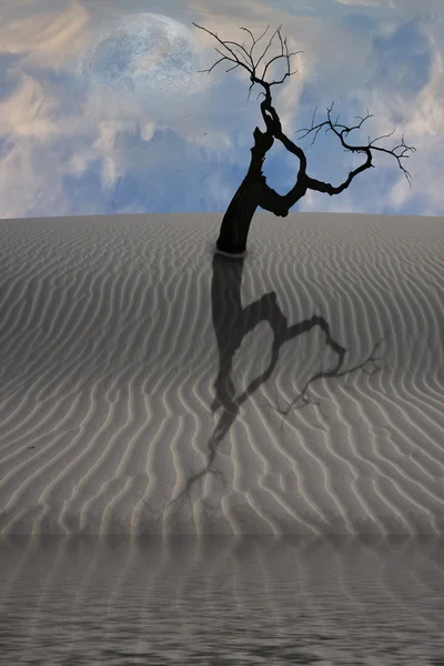 Acqua nel deserto con un solo albero — Foto Stock