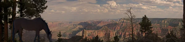 Cavalo antes do Grand Canyon EUA — Fotografia de Stock