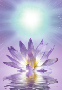 Lotus