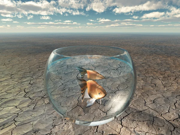 Gouden vis in glazen kom in barre woestijn — Stockfoto