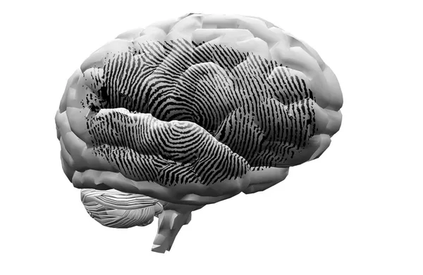 Finger Print on brain — Stock Photo, Image