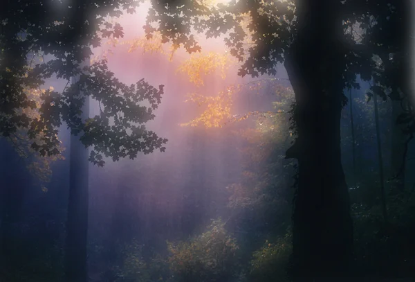 Schilderkunstige herfst bomen en licht — Stockfoto