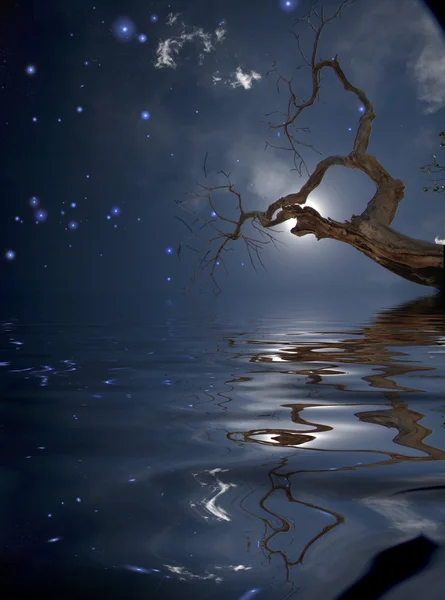 Tree and reflection with stars — Stock Photo, Image