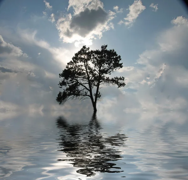 Árbol de agua —  Fotos de Stock