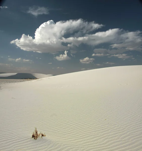 Piante deserto — Foto Stock