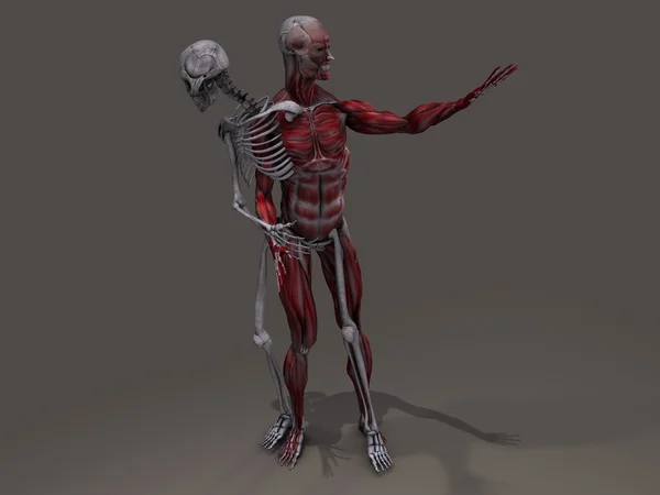 Esqueleto interno — Zdjęcie stockowe
