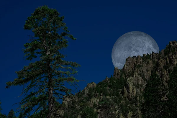 Pinheiro e Lua — Fotografia de Stock