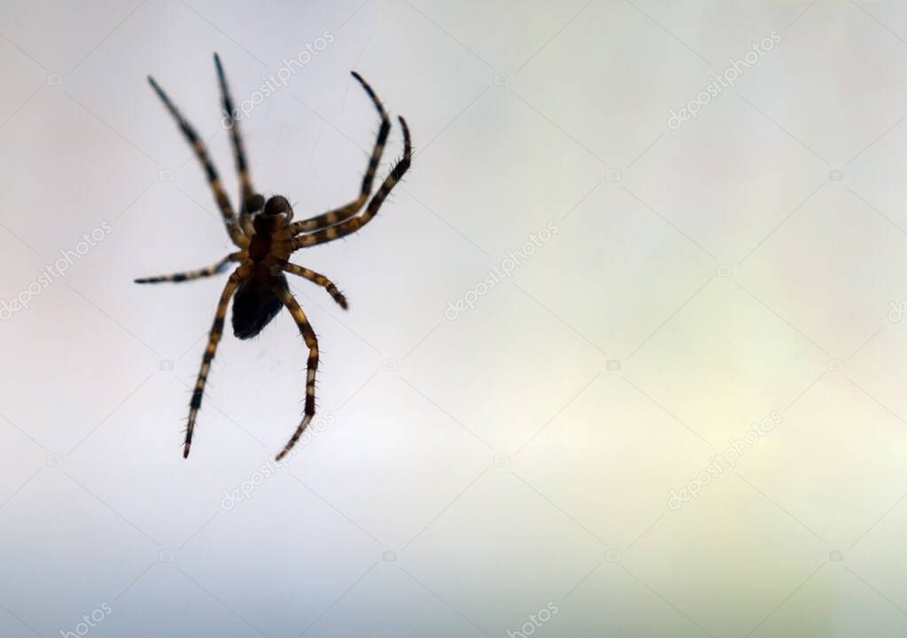 A spider on a white background. Close-up of a predatory insect with copy space. Layout for the text. Web banner.