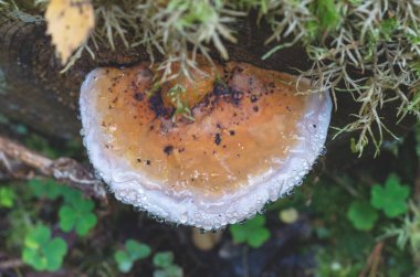 Tinder mantarı sonbahar ormanındaki yaşlı bir ağaçta yetişir. Reçineyle kaplanmış bir mantarın yakın çekimi..