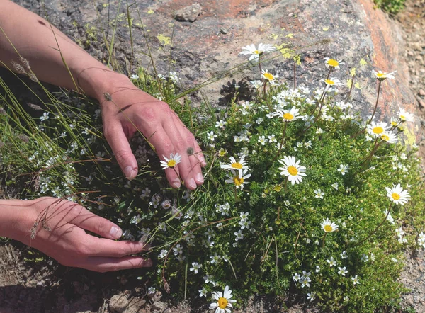 Las Manos Femeninas Sostienen Flores Silvestres Montaña Que Crecen Piedra — Foto de Stock