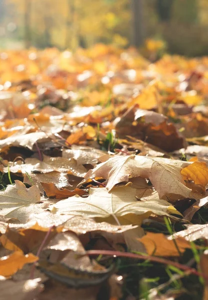 Padlé Javorové Listy Zem Žluté Listí Parku Slunečného Dne Zaměření — Stock fotografie