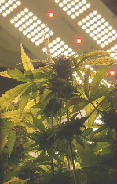 Professionellt Ljus För Odling Bästa Led Odlingsljus För Cannabis Medicinsk — Stockfoto