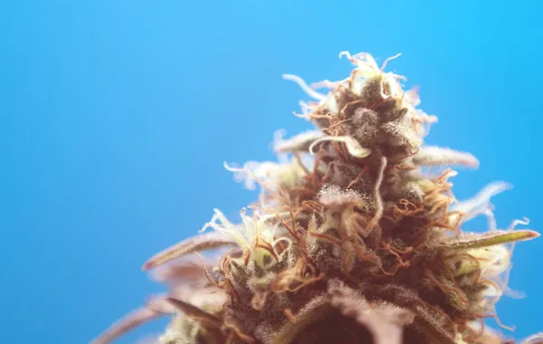 Close Marijuana Bud Blue Background Blooming Medical Marijuana Indoors Plant — Stock Photo, Image