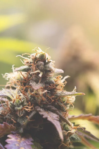 Närbild Marijuana Knopp Grön Bakgrund Blooming Medicinsk Marijuana Inomhus Anläggningen — Stockfoto