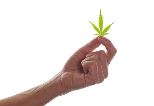 Beyaz Arka Planda Bir Kadın Eli Marihuana Yaprağını Tutuyor — Stok fotoğraf