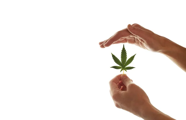 Una Mano Femminile Tiene Una Foglia Marijuana Uno Sfondo Bianco — Foto Stock