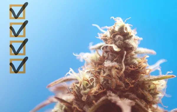 Närbild Marijuana Knopp Blå Bakgrund Blooming Medicinsk Marijuana Inomhus Anläggningen — Stockfoto