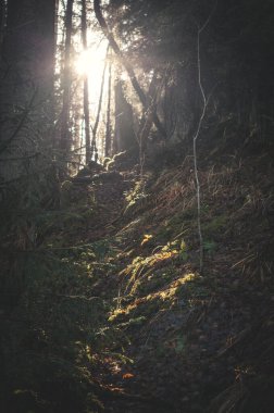 Gizemli ormanın manzarası. Eski ormanda, güneşle aydınlanan bir patika. Ön plana odaklan..