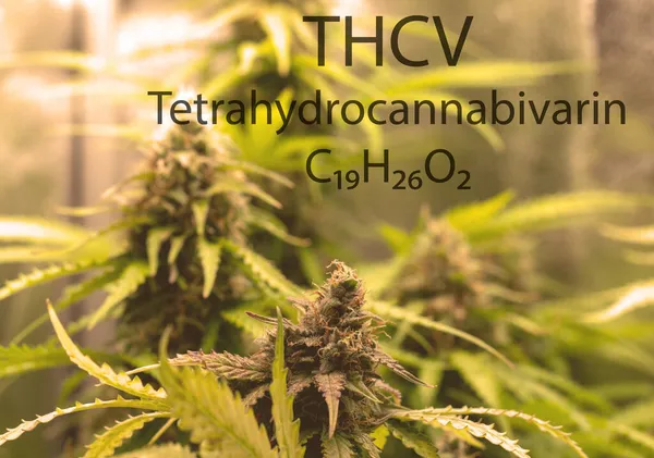 ญชาทางการแพทย บโตในเร อนกระจกด วยส ตรโมเลก ลของ Tetrahydrocannabivarin Thcv — ภาพถ่ายสต็อก