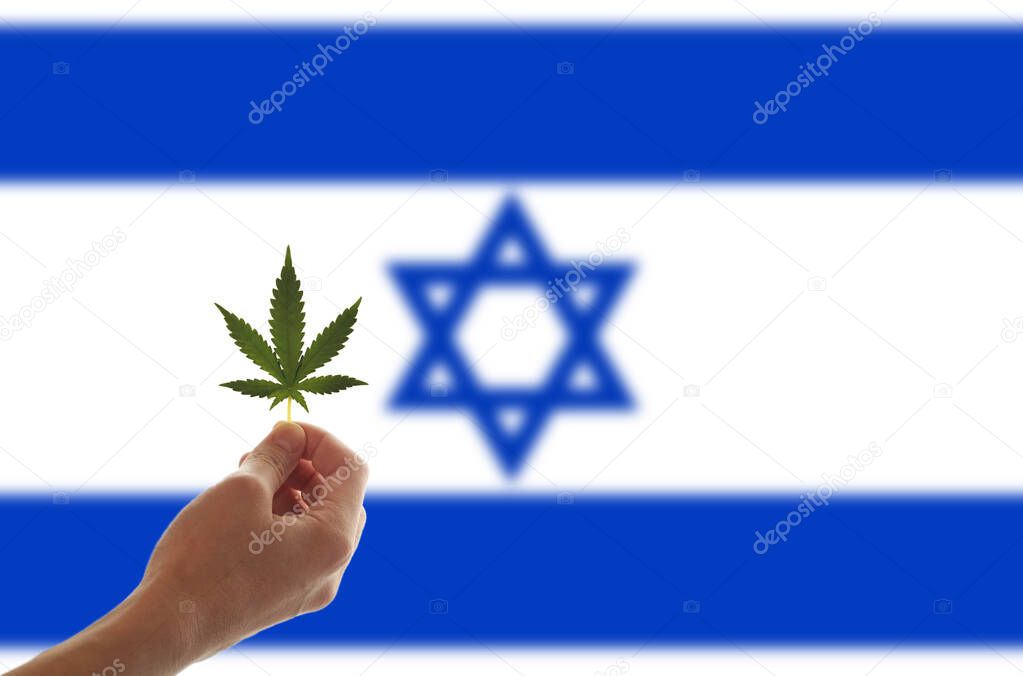 Woman's Hand Holding a Marijuana Leaf From a Medical Cannabis or CBD Hemp Plant on the background of the flag of Israel