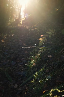 Gizemli ormanın manzarası. Eski ormanda, güneşle aydınlanan bir patika. Ön plana odaklan..