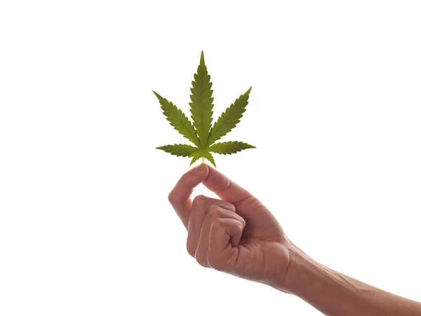 Una Mano Femminile Tiene Una Foglia Marijuana Uno Sfondo Bianco — Foto Stock