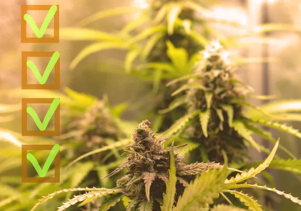 Marijuana Checklist Concept Ripe Buds Medical Marijuana Growing Indoors — Stock Photo, Image