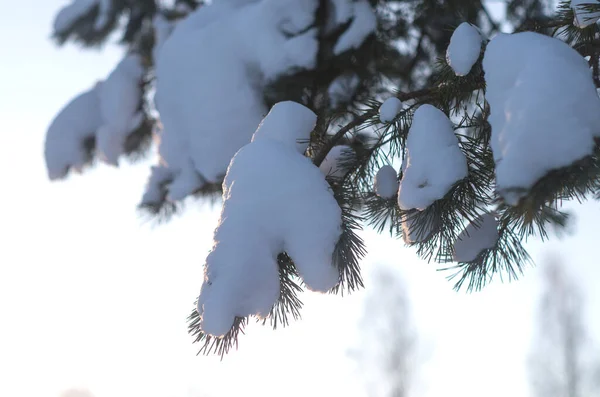 日没時に雪に覆われたスプルースの枝 クリスマスの背景 — ストック写真