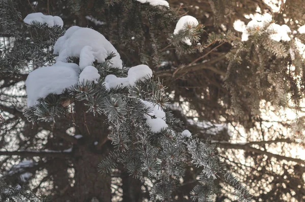 スプルースの雪に覆われた枝 日没時にクリスマスツリーの枝のクローズアップ — ストック写真