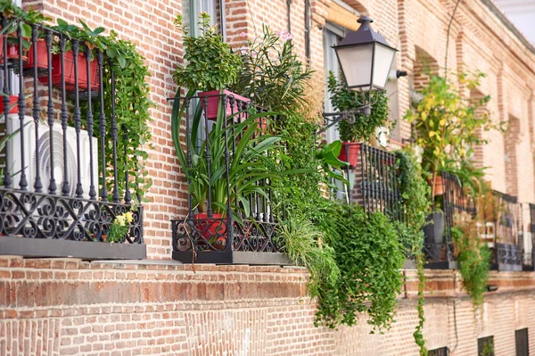 Balcony Plants House Madrid Spai — Stock Photo, Image