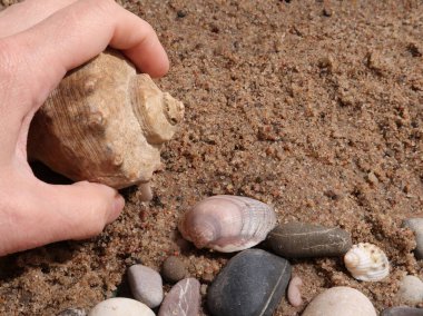 Bir el kabuğunun yakın plan çekimi.