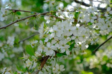 Baharda ağaçların güzel beyaz çiçekleri 