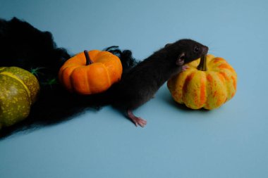 Mavi arka planda balkabakları ve siyah gelincik.