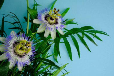 Mavi arka planda izole edilmiş güzel çiçekler