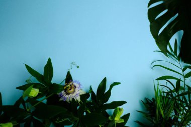 Yeşillikler arasında beyaz büyük çiçek.