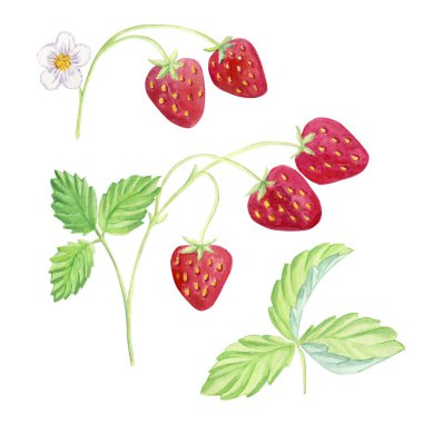  Beyaz arka planda olgun çileklerin gösterimi