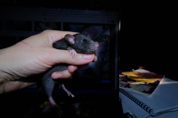Маленький Пацюк Руці Хлопчика — стокове фото