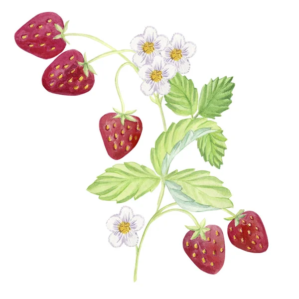 Illustratie Van Rijpe Aardbeien Witte Achtergrond — Stockfoto