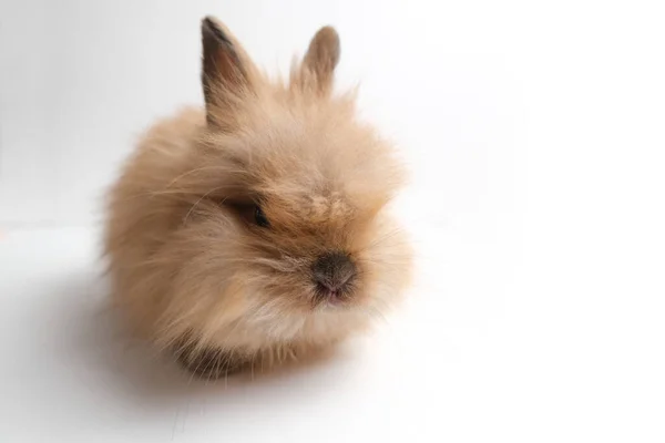 Niedliches Kaninchen Flauschig Auf Isoliertem Hintergrund Esser — Stockfoto