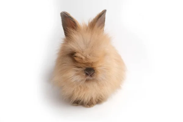 Милый Кролик Пушистый Изолированном Фоне Пожиратель — стоковое фото