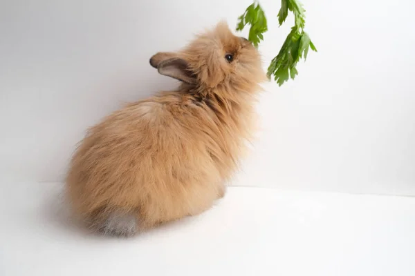 Милый Кролик Пушистый Изолированном Фоне Пожиратель — стоковое фото