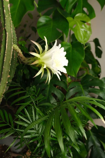 White Large Cactus Flower Greenery — Stock Photo, Image