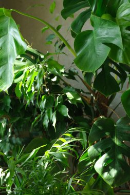 yeşil yapraklar, bitkiler çiçek arkaplanı 