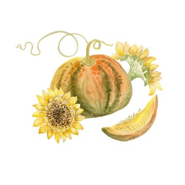 Beyaz arka planda sarı ayçiçeği ve balkabağı, suluboya