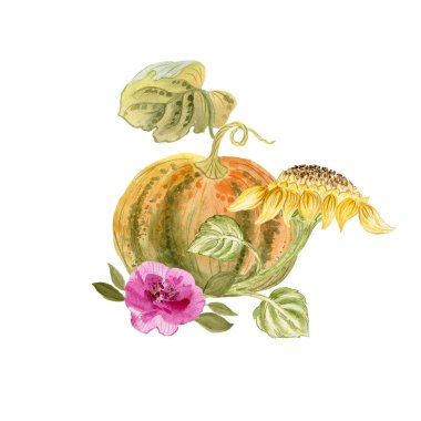 Beyaz arka planda sarı ayçiçeği ve balkabağı, suluboya