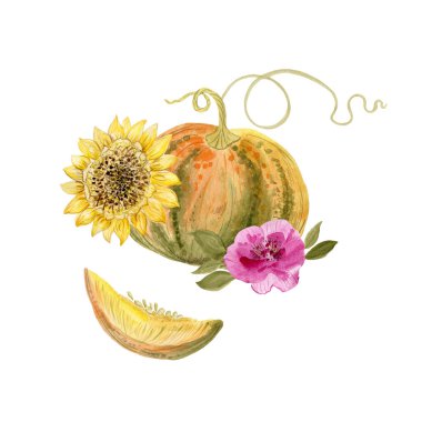 Beyaz arka planda sarı ayçiçeği ve balkabağı, suluboya