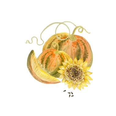 Beyaz arka planda sarı ayçiçeği ve balkabağı, suluboya