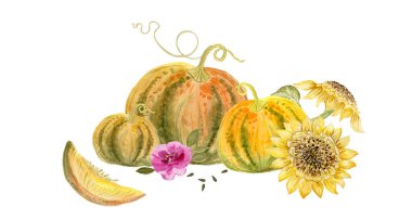 Beyaz arka planda sarı ayçiçekleri ve balkabakları, suluboya