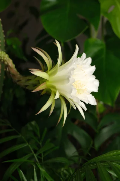 White Large Cactus Flower Greenery — Stock Photo, Image