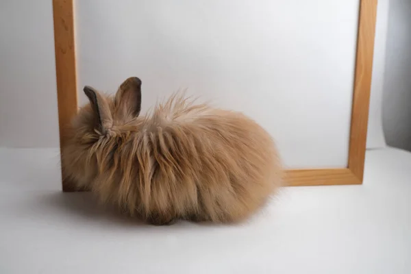 Lindo Conejo Esponjoso Con Marco Espacio Copia — Foto de Stock